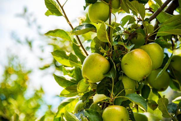 istock Green apples hanging on branch 1184380793