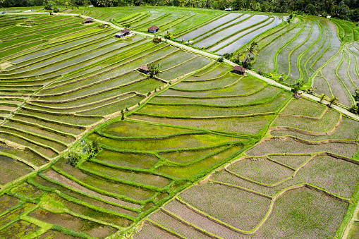 Rice fields on Bali, view from above.