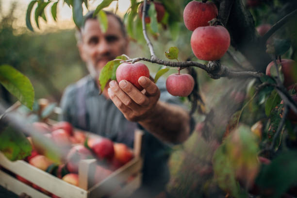 Farmer picking up apples in fruit orchard