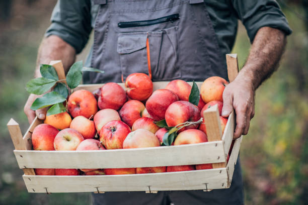 istock Senior farmer holding a crate full of apples 1184381093