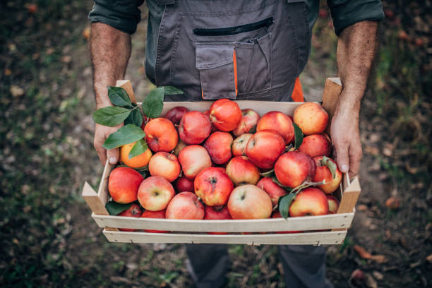istock Farmer holding a crate full of apples 1184381124