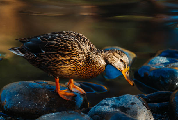 Ducks on the lake in misty autumn morning. Selective focus.