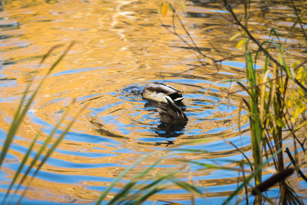 Ducks on the lake in misty autumn morning. Selective focus.