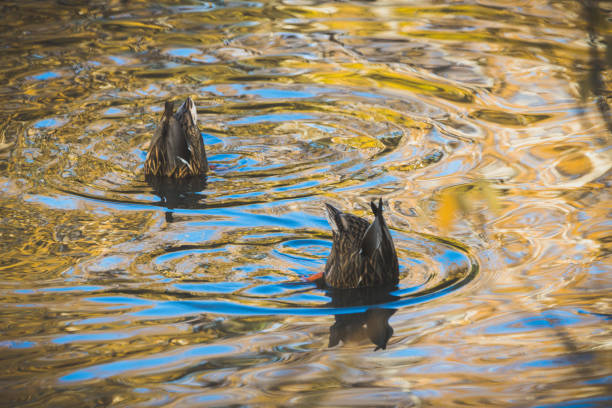 Ducks on the lake in misty autumn morning. Selective focus.
