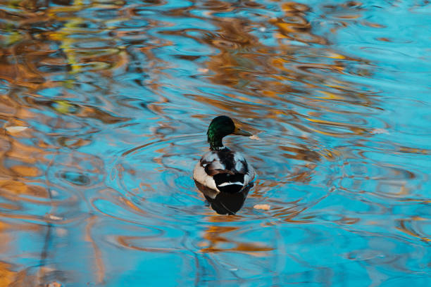 Ducks on the lake in misty autumn morning. Selective focus.