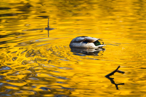 Ducks on the lake in misty autumn morning. Selective focus.