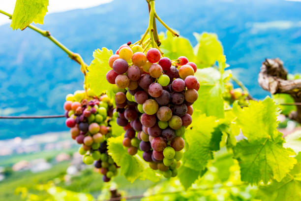 istock Vineyards in autumn harvest 1184382190