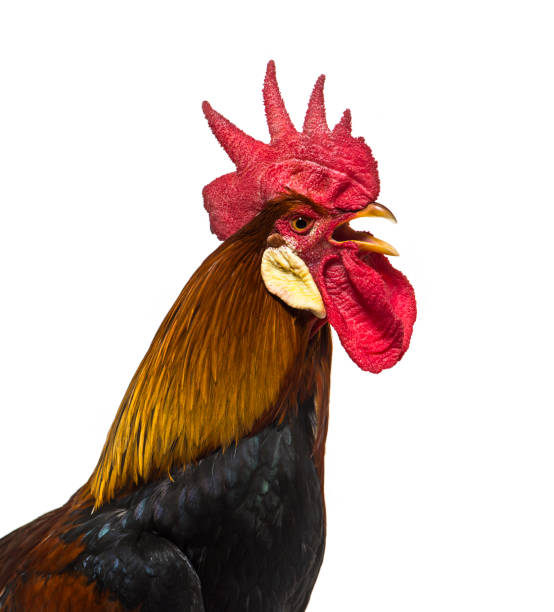 istock Belgian rooster against white background 1184382622