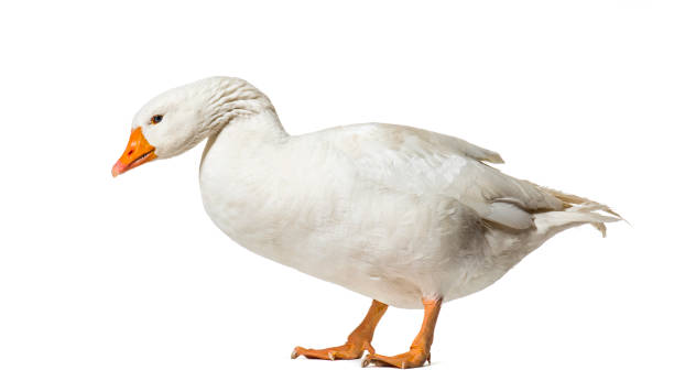 istock Domestic goose standing against white background 1184382643