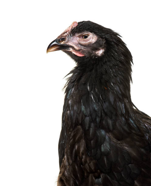 istock Domestic chicken against white background 1184382711