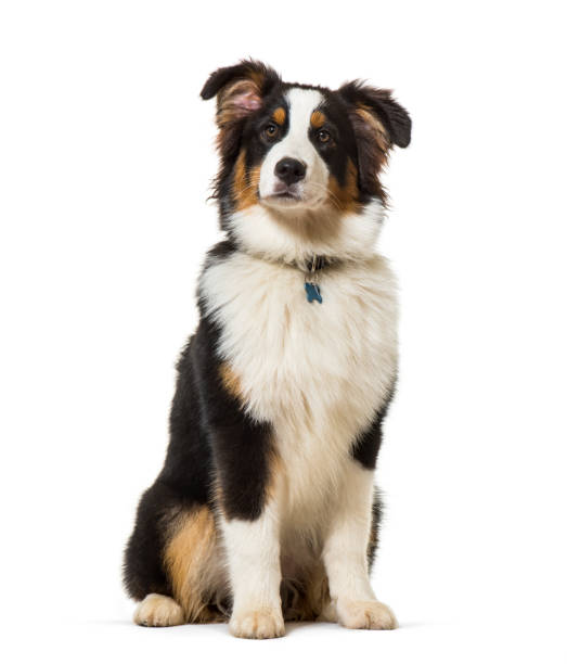 istock Australian shepherd sitting against white background 1184382816