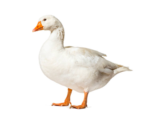 istock Domestic goose standing against white background 1184382941