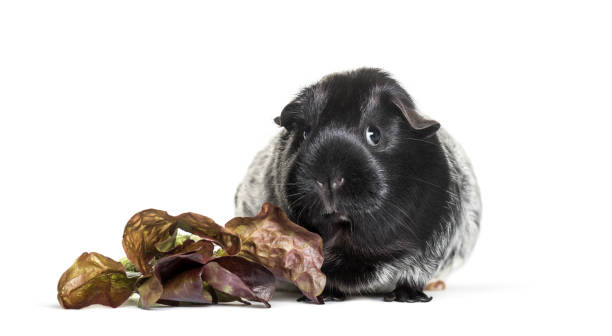 istock Guinea pig with leaves and looking at camera against white background 1184382969