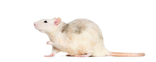 istock Domestic rat against white background 1184382981