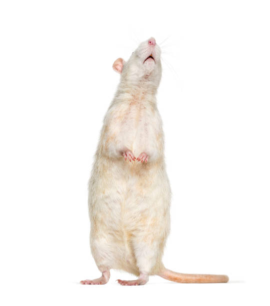 istock Domestic rat against white background 1184383582