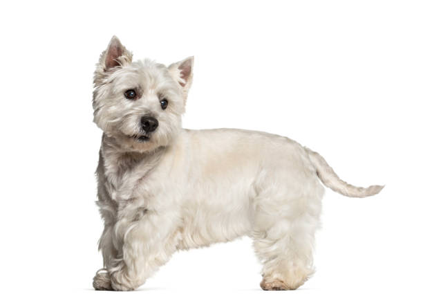 istock West Highland White Terrier standing against white background 1184383590