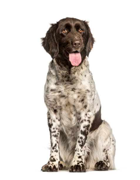 istock Small Munsterlander sitting against white background 1184383596