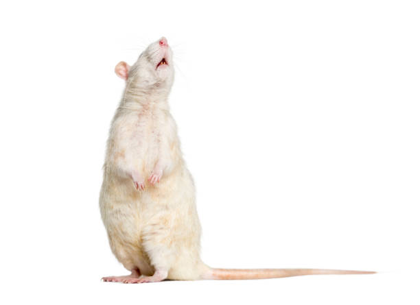 istock Domestic rat against white background 1184383602