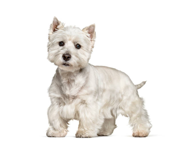 istock West Highland White Terrier standing against white background 1184383609