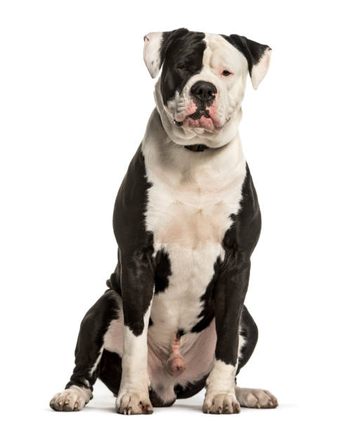 American Bulldog sitting against white background