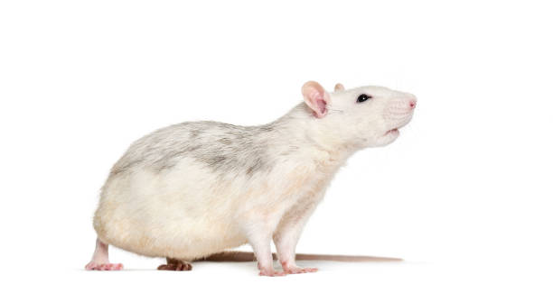 istock Domestic rat against white background 1184383629
