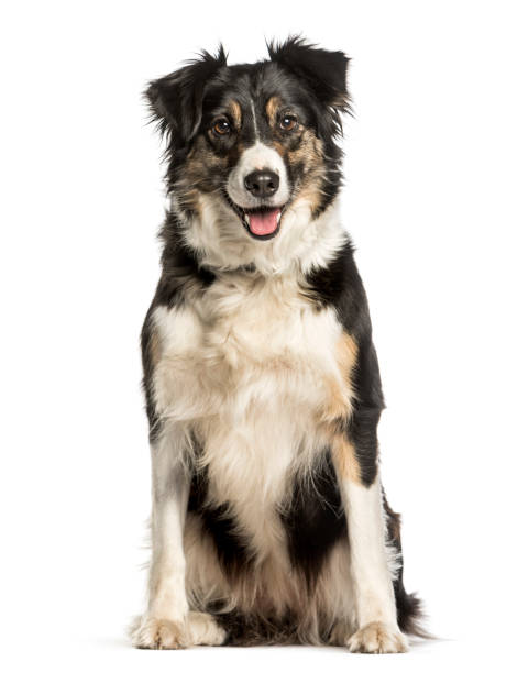 istock Border Collie sitting against white background 1184383694