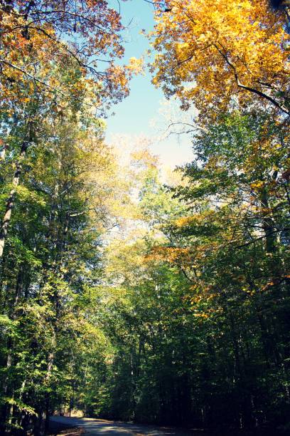 istock Fall or Autumn trees in Mason Neck State Park, during golden hour 1184383722