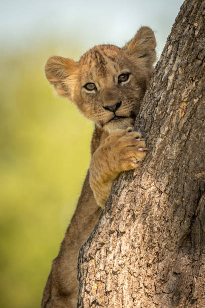 istock Close-up of lion cub peeking round tree 1184383998