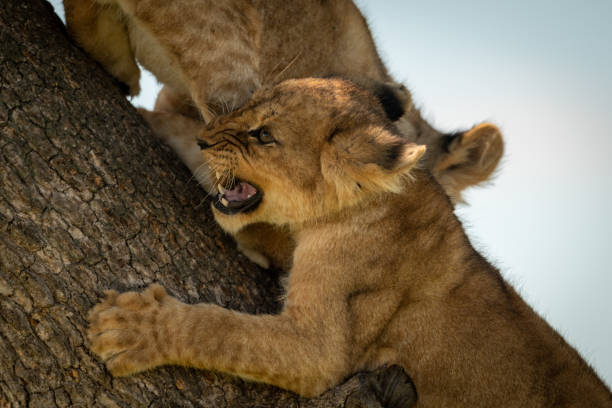 istock Close-up of lion cub snarling on trunk 1184384061