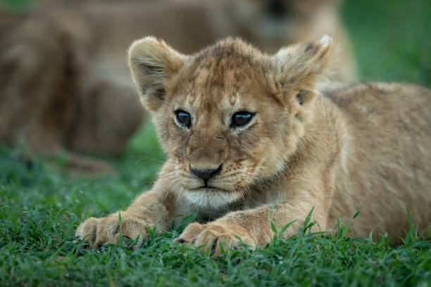 istock Close-up of lion cub stretching on grass 1184384069