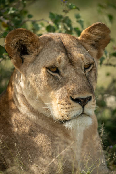 istock Close-up of lioness lying in tall grass 1184384131