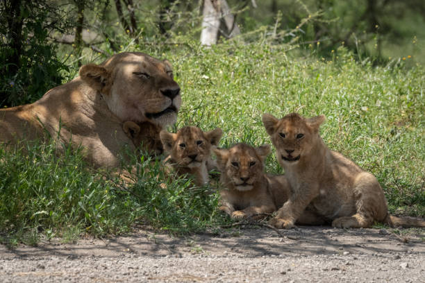 istock Close-up of lioness lying with four cubs 1184384142