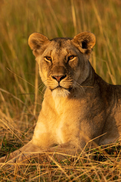 istock Close-up of lioness lying in long grass 1184384143