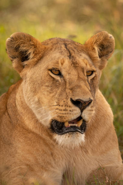 istock Close-up of lioness facing right in grass 1184384165