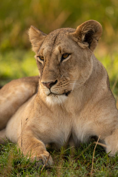 istock Close-up of lioness in grass looking left 1184384183
