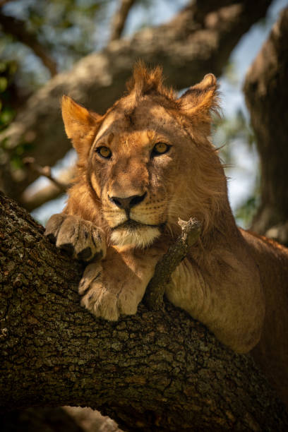 istock Close-up of lion looking out from tree 1184384234