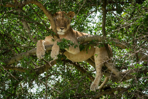 istock Close-up of lioness lying asleep in tree 1184384239