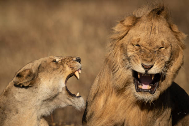 istock Close-up of lions roaring at each other 1184384278