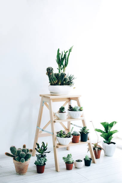 istock Folding ladder used as shelves for plants against white wall. 1184384308