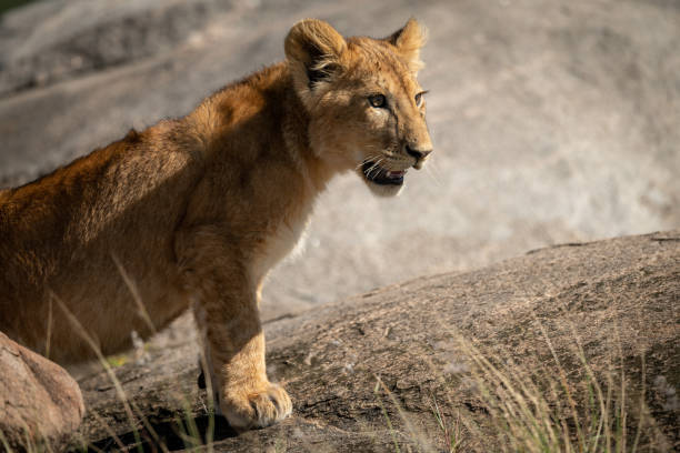 istock Close-up of lion cub standing on rock 1184384356