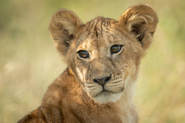 istock Close-up of lion cub sitting looking back 1184384357
