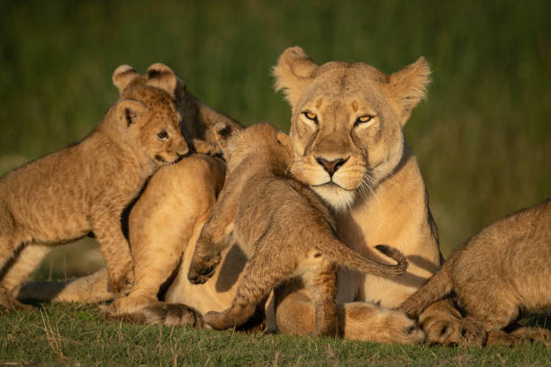 istock Close-up of lioness mobbed by four cubs 1184384380