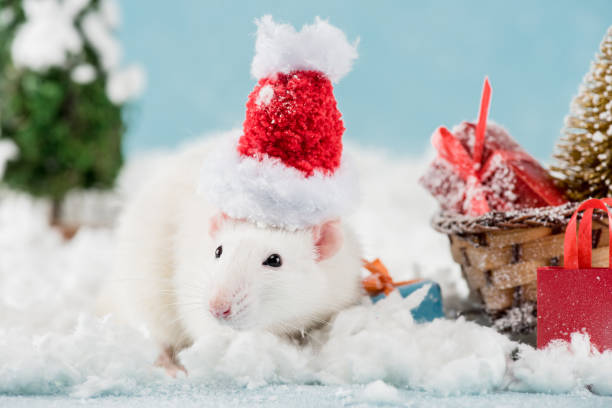istock rat in santa hat and wicker sled with gift boxes in New Year 1184385902