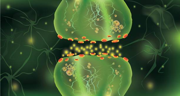 istock Signaling in the brain. Neural connections in the brain form thoughts, concept learning. Transmission of impulses in a living organism. Neural isolated on green background. Synapse and Neuron cells. 3d vector for medical presentations. 1184386149