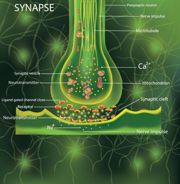 ilustraciones, imágenes clip art, dibujos animados e iconos de stock de neuronas, designación científica. estructura sinaps. neuronal con una célula nerviosa. señalización en el cerebro. transición de impulsos en un organismo vivo. ilustración vectorial - living organism part