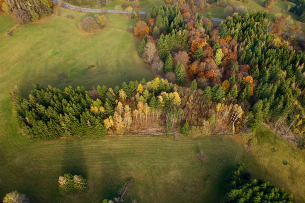 Rural scene and trees in autumn - aerial view