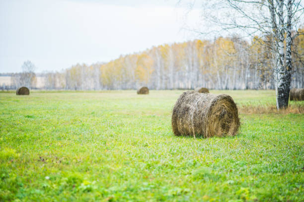 Haystack rolls on agriculture field landscape dark day before the rain. Selective focus.