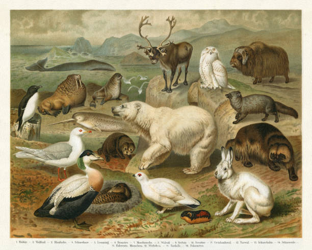 ilustrações, clipart, desenhos animados e ícones de animais selvagens na ilustração ártica da região - national wildlife reserve illustrations