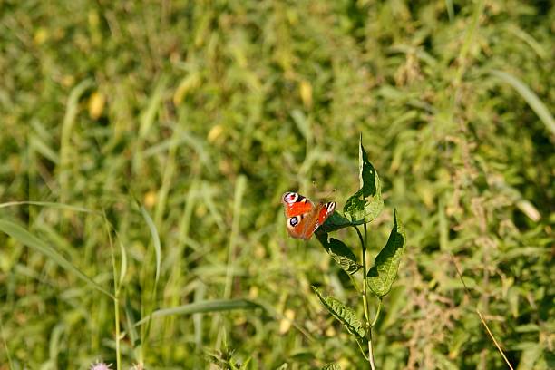 Red Butterfly in the  Nature stock photo