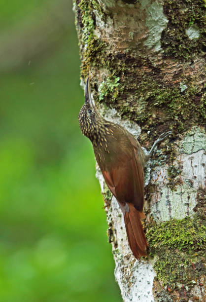 Cocoa Woodcreeper Cocoa Woodcreeper (Xiphorhynchus susurrans) adult clinging to tree-trunk"n"nCanopy Lodge, El Valle, Panama          October woodcreeper stock pictures, royalty-free photos & images